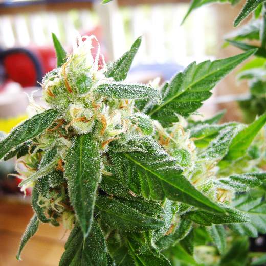 Auto AK 48 Feminised Seeds
