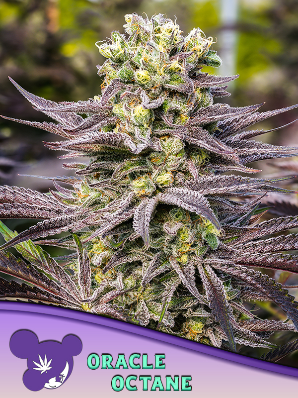 Oracle Octane Feminised Cannabis Seeds Anseia Seeds