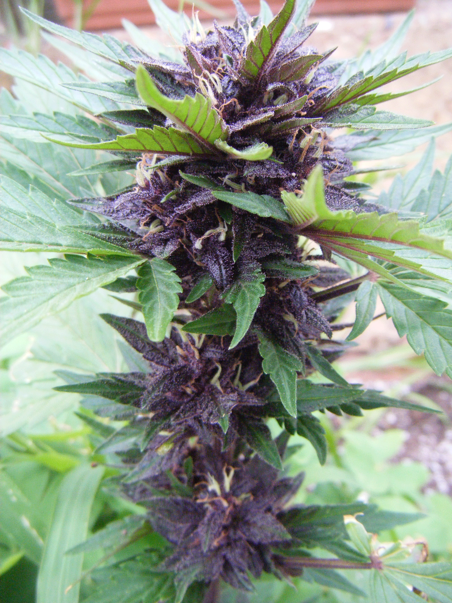 Narco Purps Auto Feminised Seeds