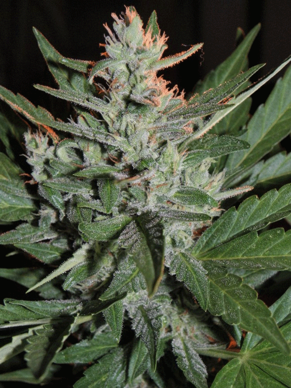 KO Crop Auto Feminised Seeds