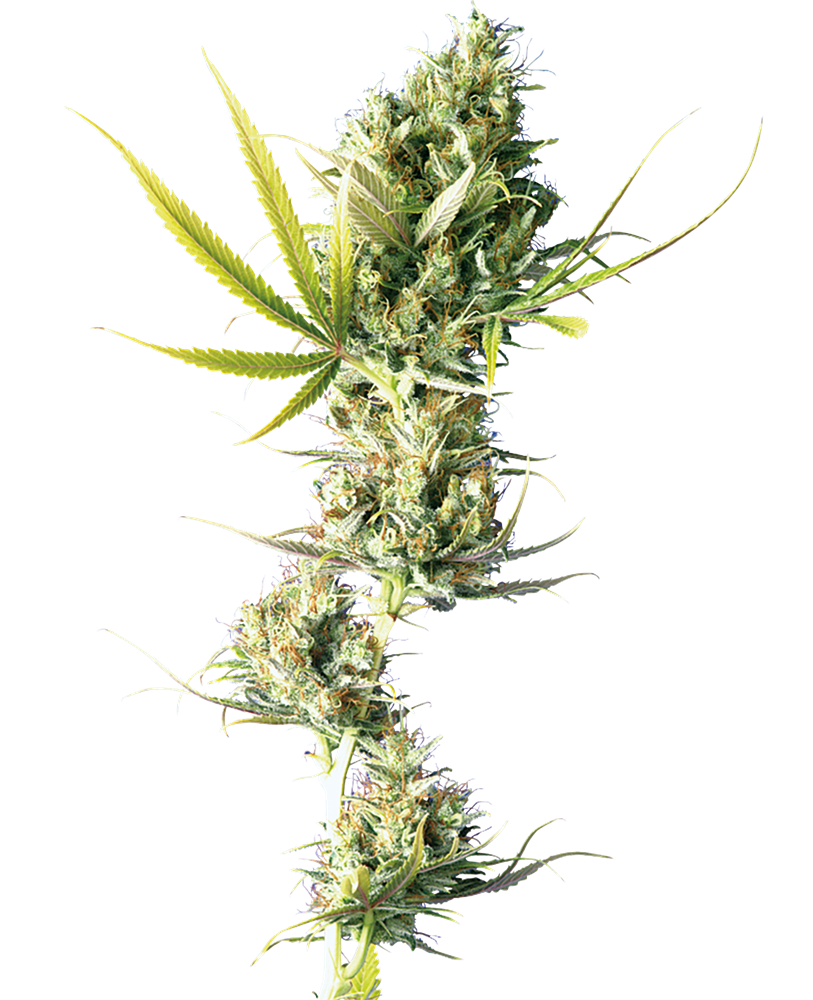 Durban Feminised Seeds
