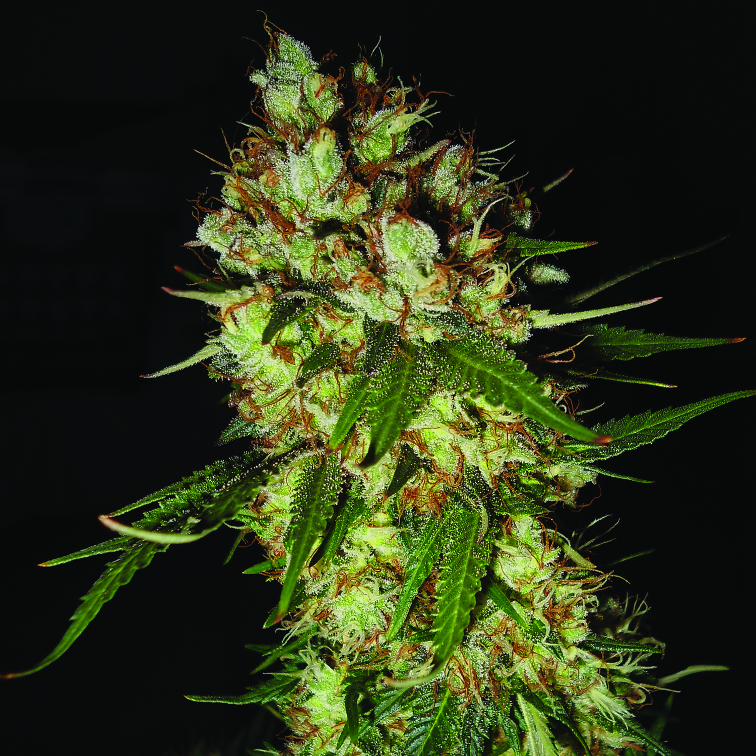 G13 x Blueberry Headband Feminised Seeds