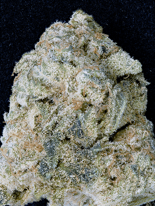 Don OG Kush Feminised Seeds