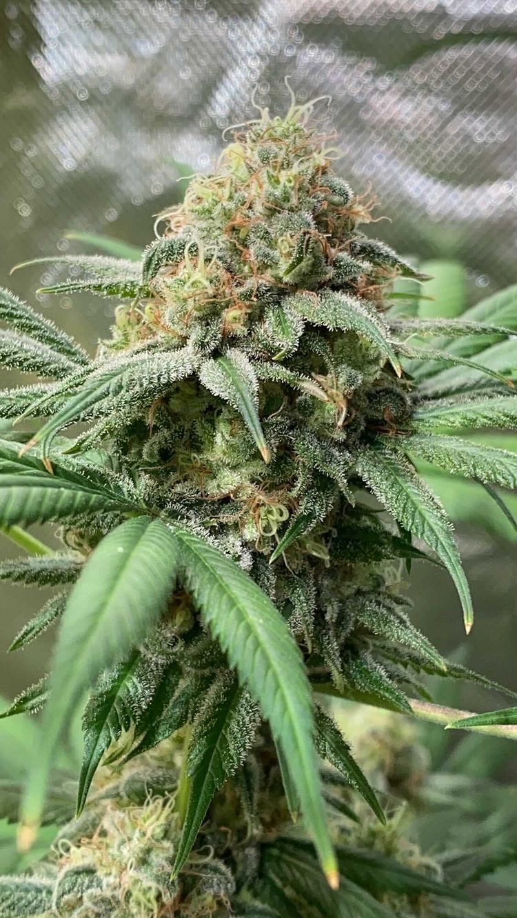 Pineapple Soul Feminised Seeds