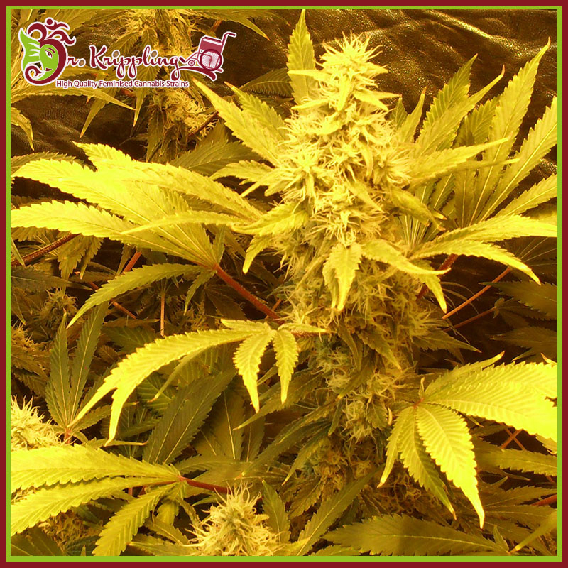 Kali and the Chocolate Factory Feminised Seeds