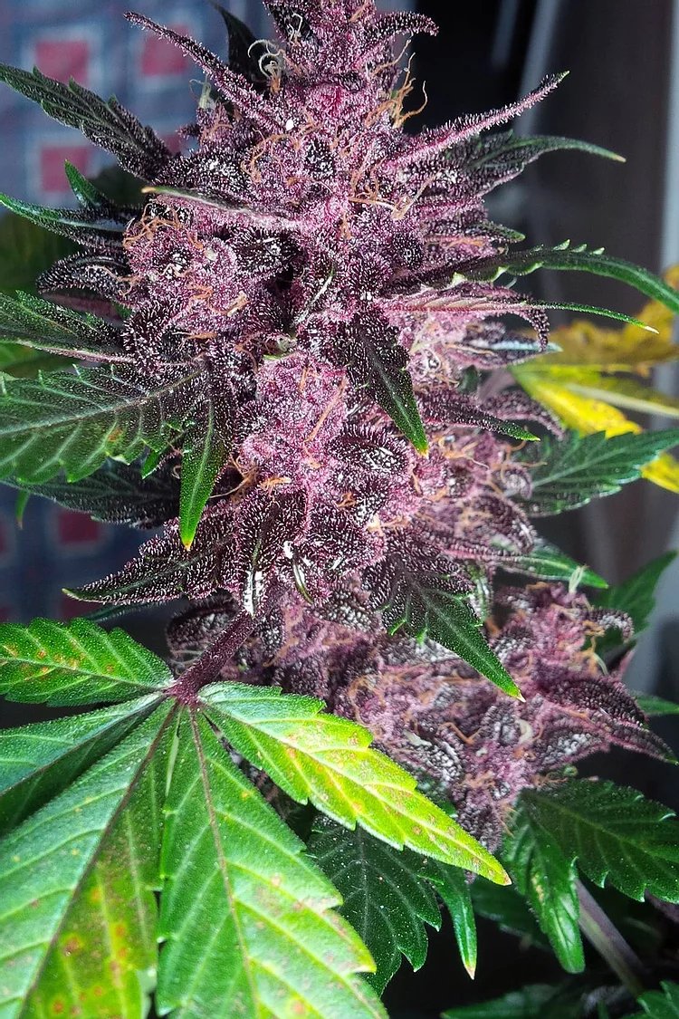Auto Mendo Mass Feminised Seeds