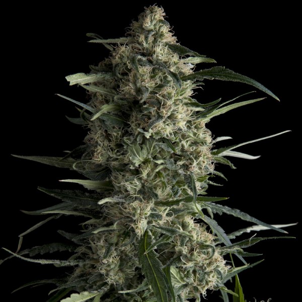 Galaxy Feminised Seeds