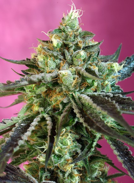 Sweet Nurse Auto CBD Feminised Seeds