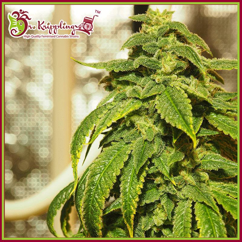 D'oh Si D'ohpe Feminised Seeds