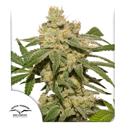 Auto Oh My Gusher Feminised Dutch Passion Seeds