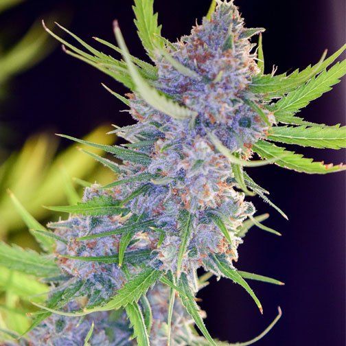 Spliff Strawberry Feminised Seeds