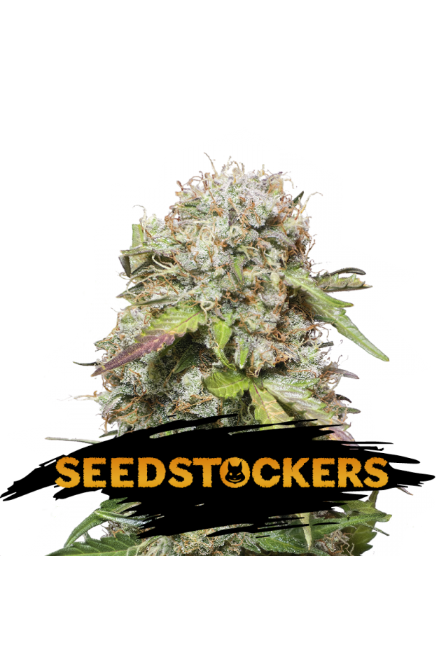Jack Herer Auto Feminised Seeds
