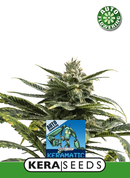 Matic Auto Feminised Seeds