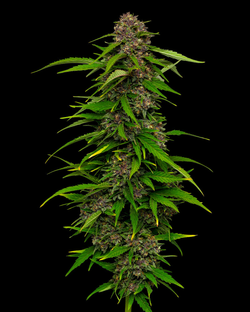 Squirt Feminised Seeds