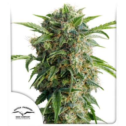 Desfran Feminised Seeds