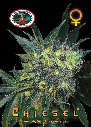 Chiesel Feminised Seeds