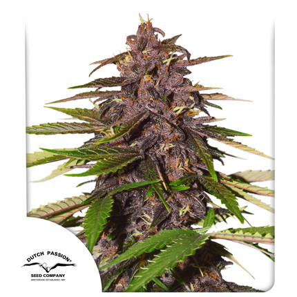 Auto Forbidden Cherry Feminised Seeds