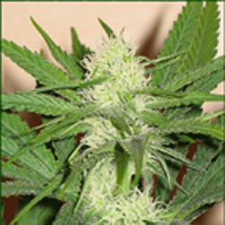 Skunk Wreck2 Feminised Seeds