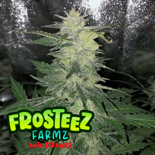Auto Strawbz Feminised Seeds