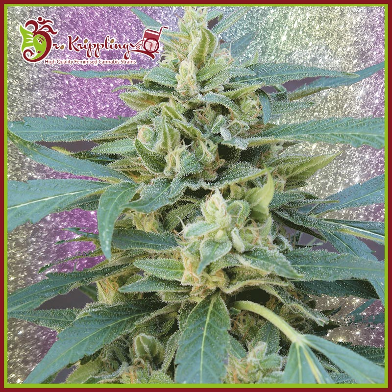 Jammy Auto Feminised Seeds