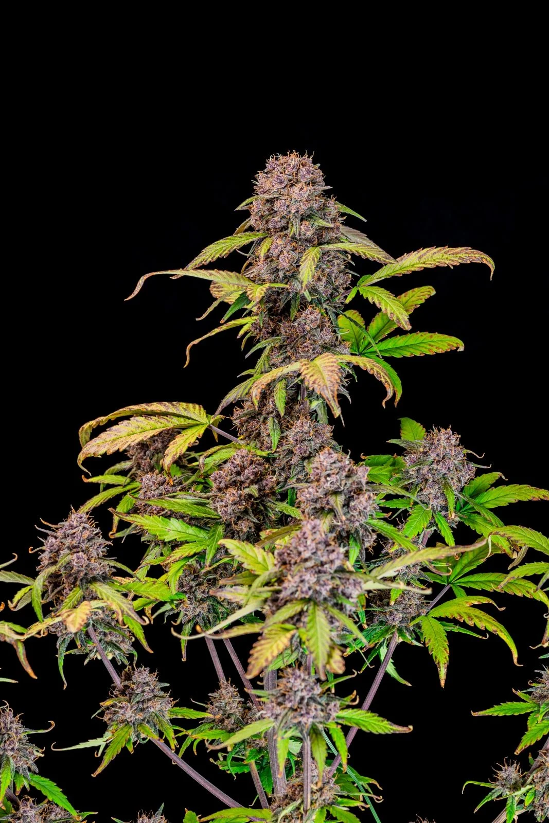 Lemon Cherry Cookies Auto Feminised Seeds