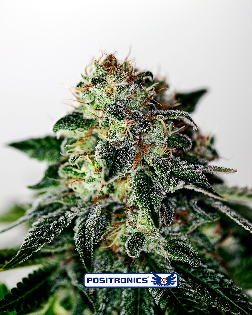 Mystic Cookie Auto Feminised Seeds