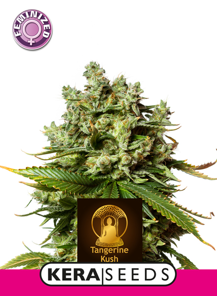 Tangerine Kush Feminised Seeds