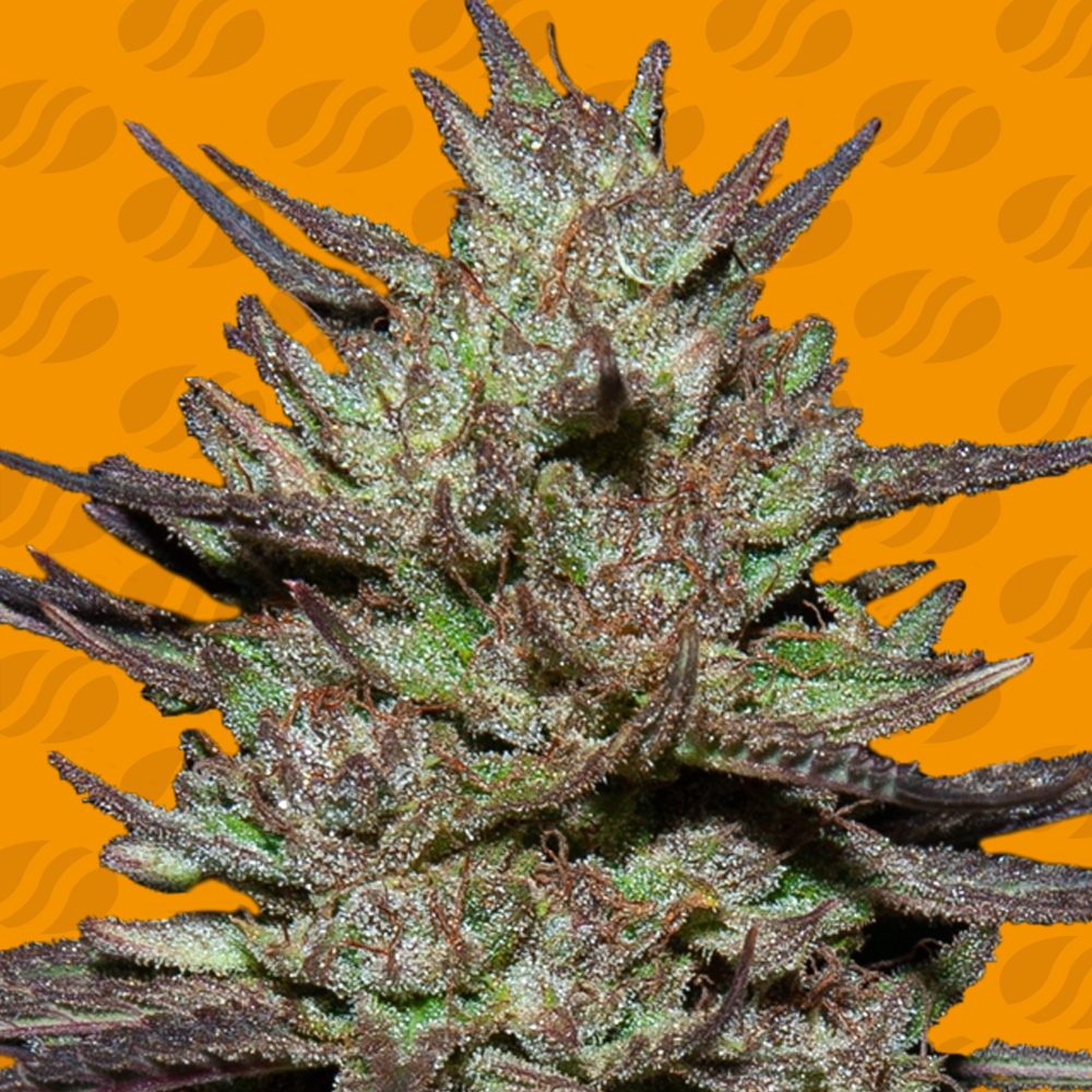 Pink Rozay Feminised Seeds