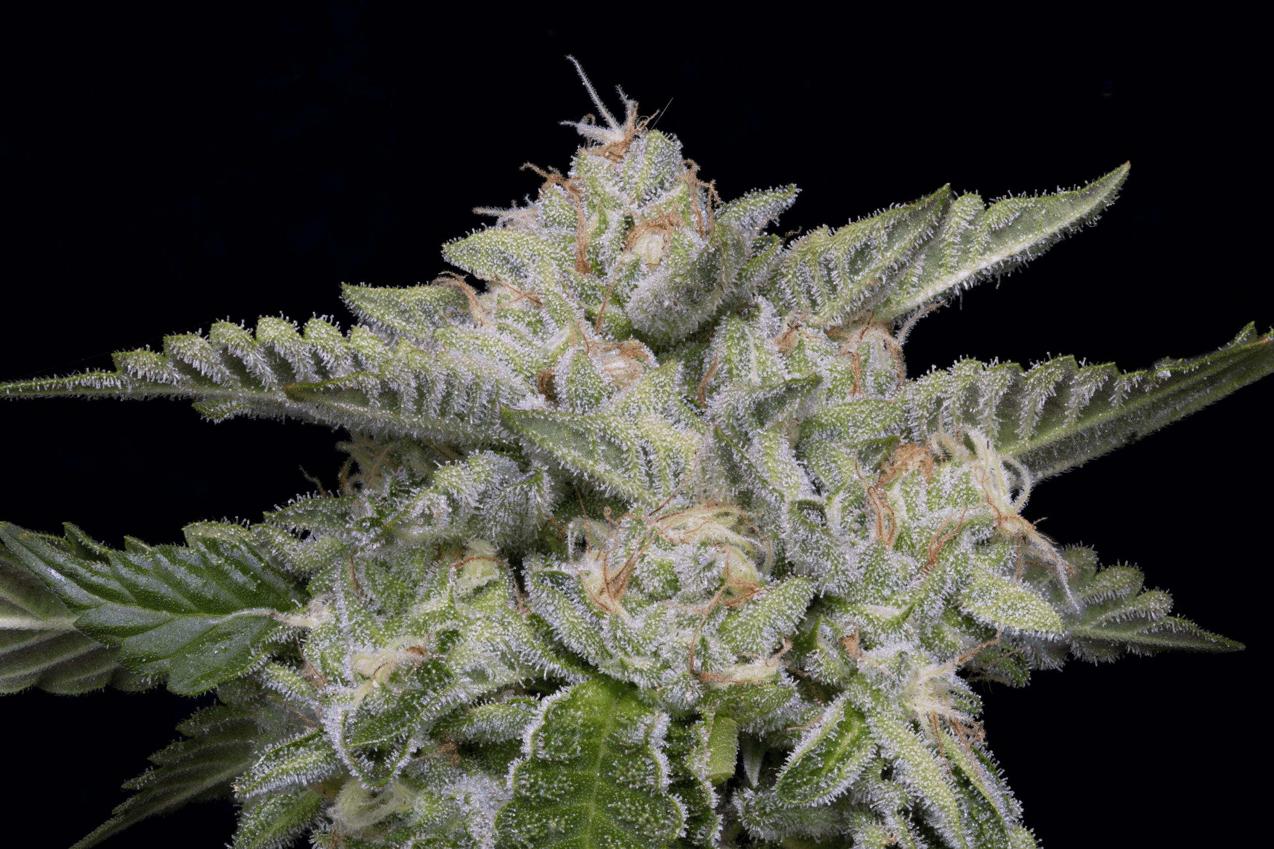 Skywalka Ghost Kush Feminised Seeds