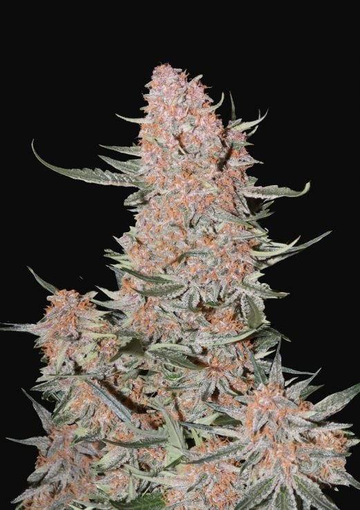 Ztrawberriez Auto Feminised Seeds
