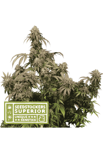 Mandarin Panties Feminised Seeds