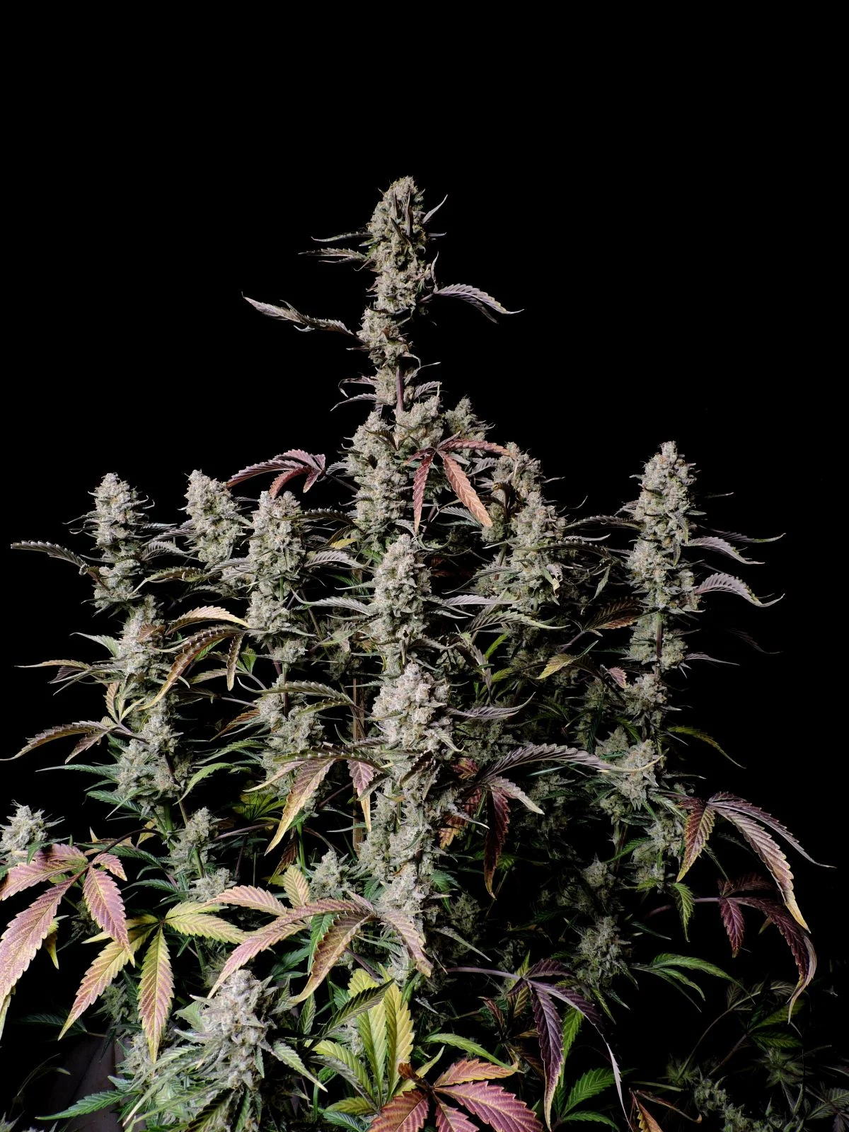 Gorilla Zkittlez Auto Feminised Seeds