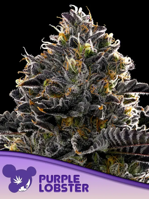 Purple Lobster Feminised Cannabis Seeds Anesia Seeds