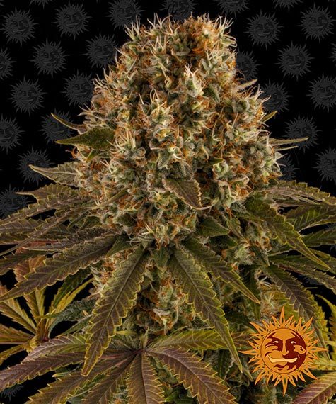 Strawberry Lemonade Feminised Seeds