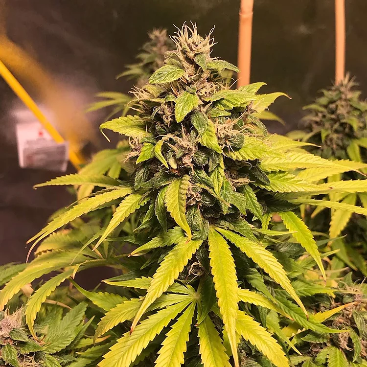 Nightcrawler OG Feminised Seeds