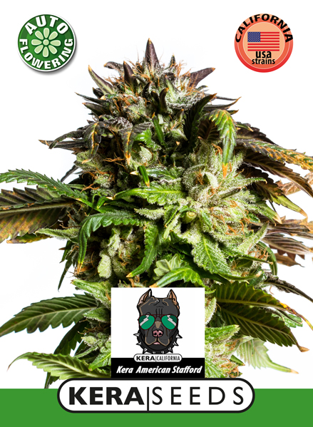American Stafford Auto Feminised Seeds