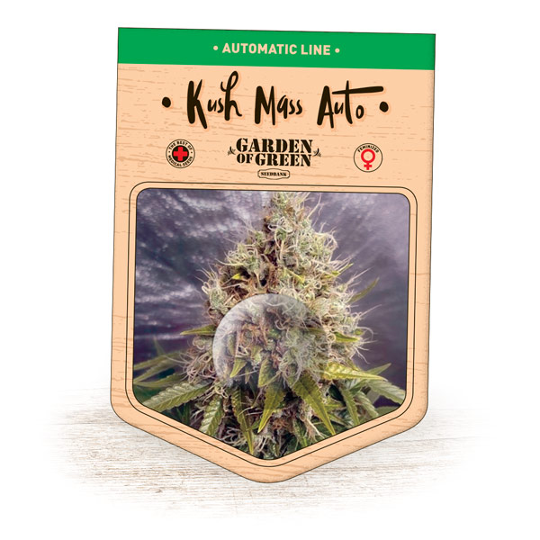 Kush Mass Auto Feminised Seeds