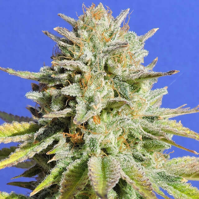 Gorilla Glue #4 Feminised Seeds