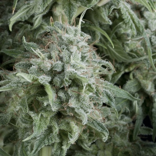 Auto Anubis Feminised Seeds