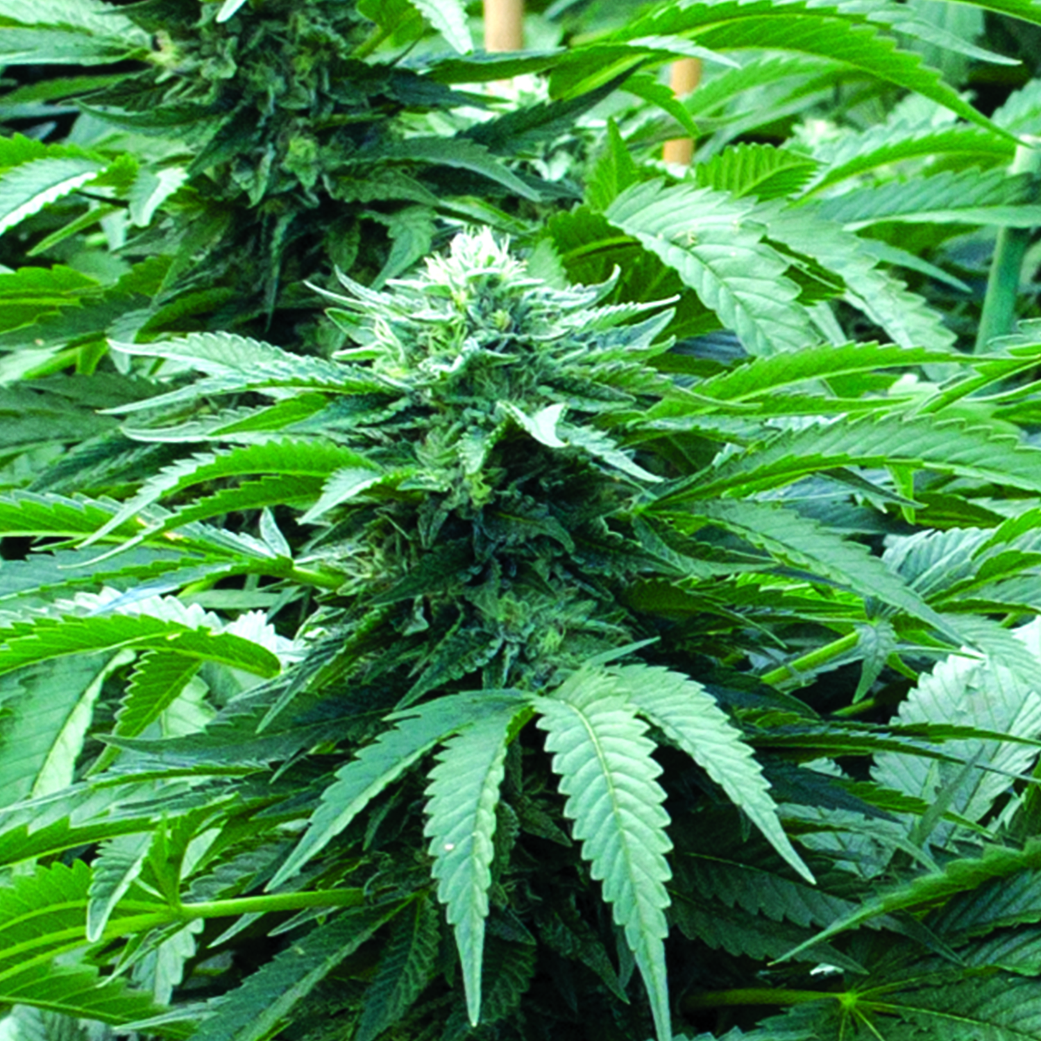 Bubba 76 Regular Emerald Triangle Seeds