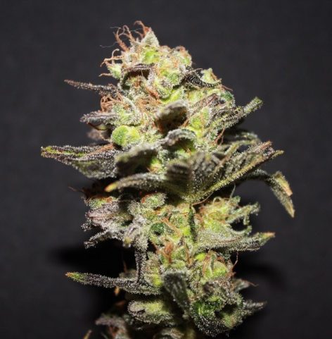 Icer Feminised Seeds