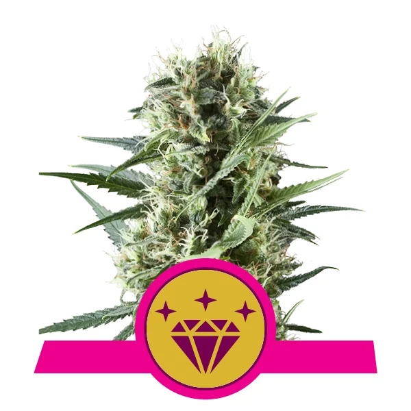Special Kush #1 Feminised Seeds