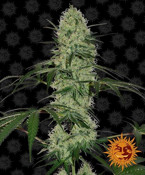Tangerine Dream Auto Feminised Seeds