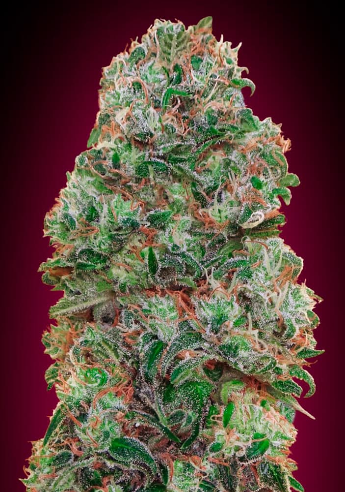 Bubble Gum Feminised Seeds