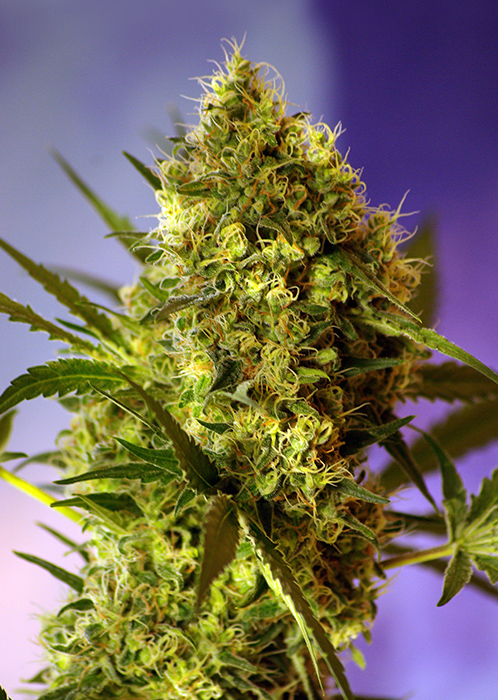 Big Devil #2 Auto Feminised Sweet Seeds