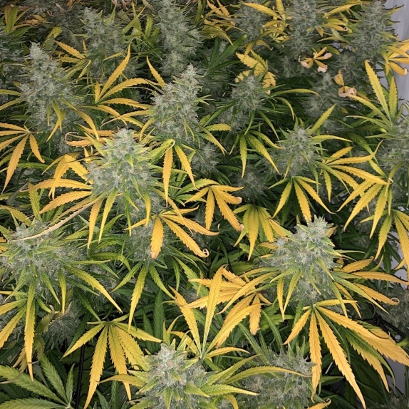 Vanilla Frosting Feminised Seeds