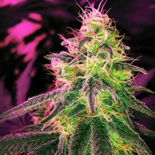 Black Jack Auto Feminised Seeds