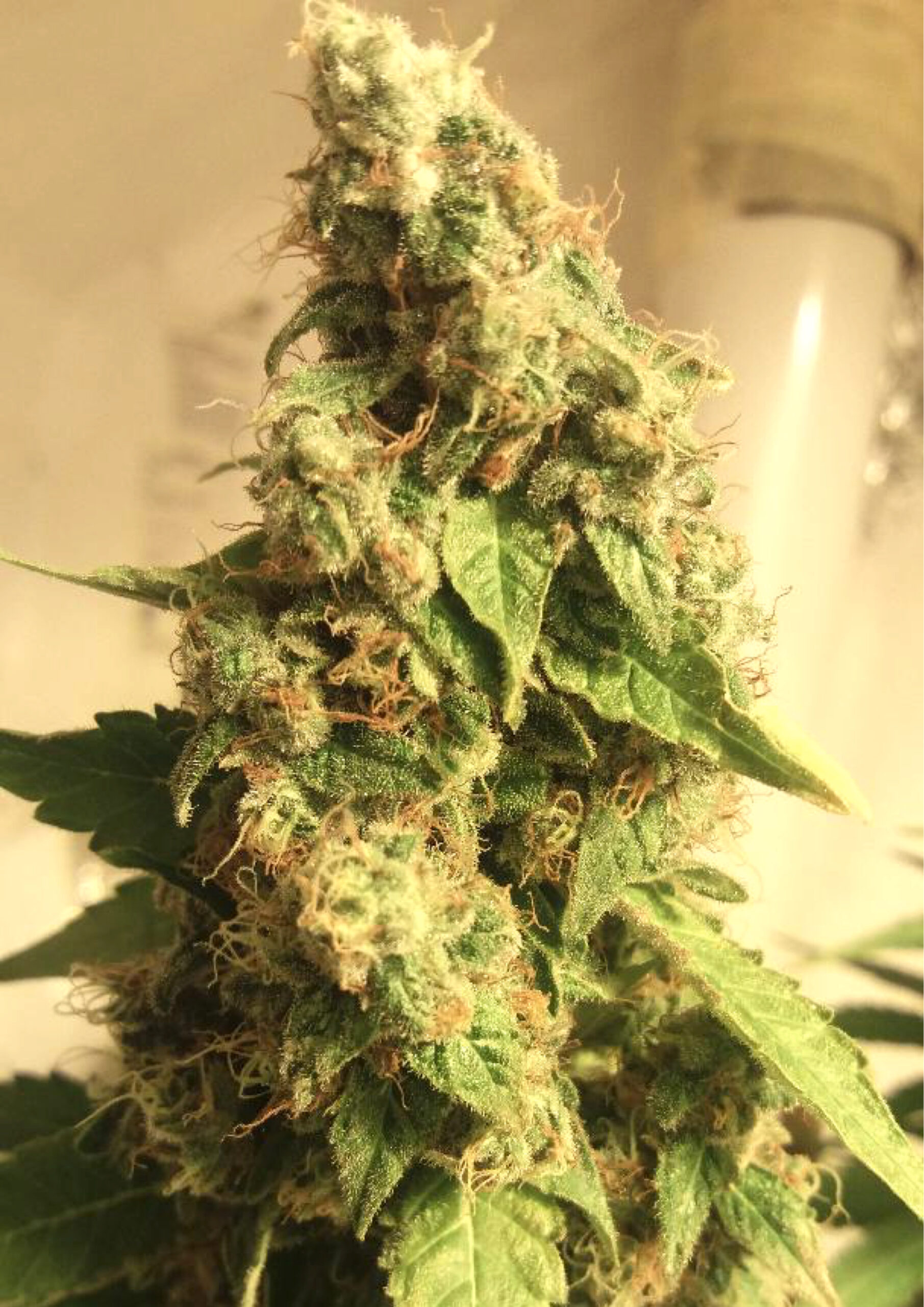 Moby Dick   Feminised Seeds