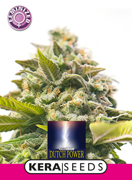 Dutch Power Feminised Seeds