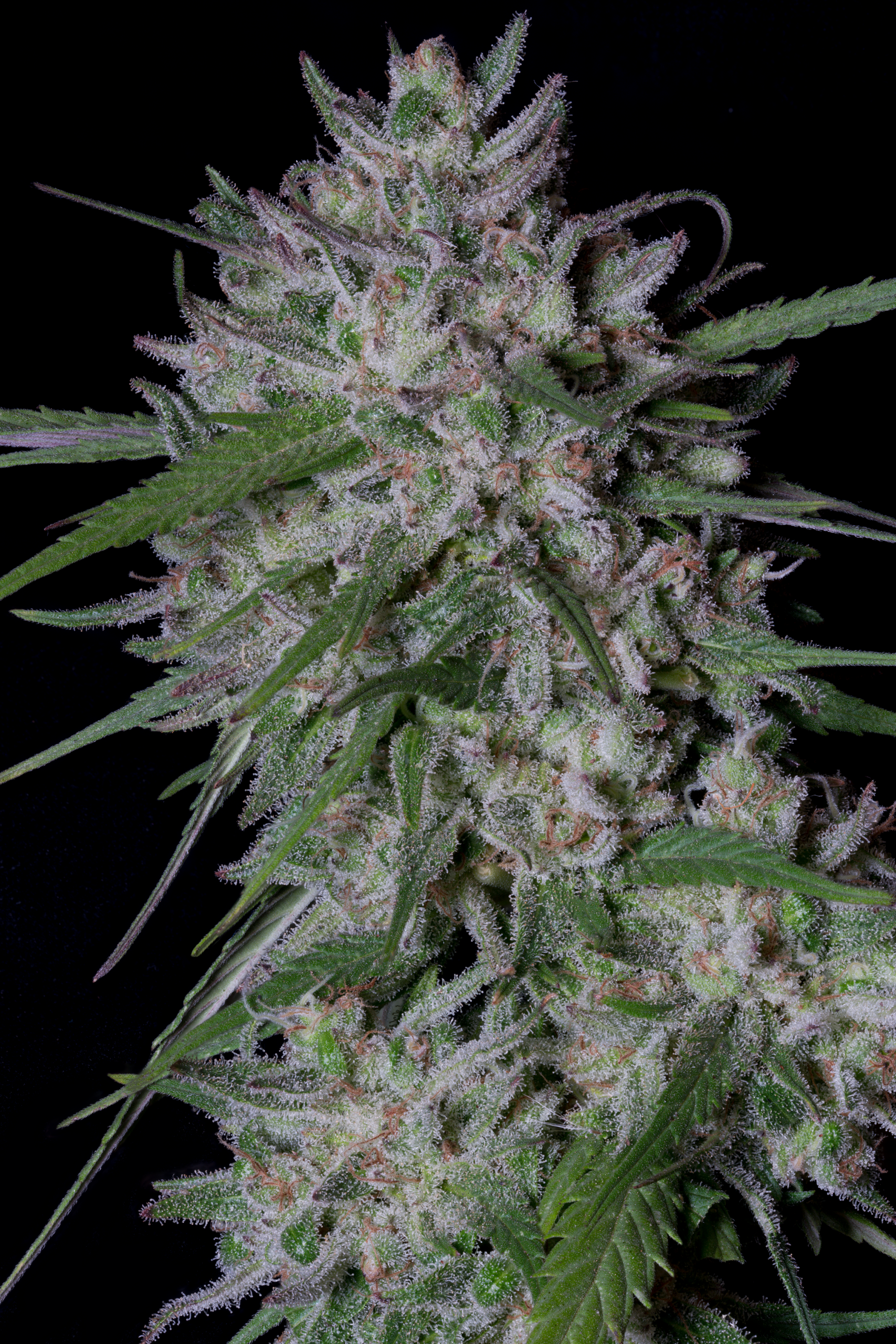 Gorilla Cookies Auto Feminised Seeds